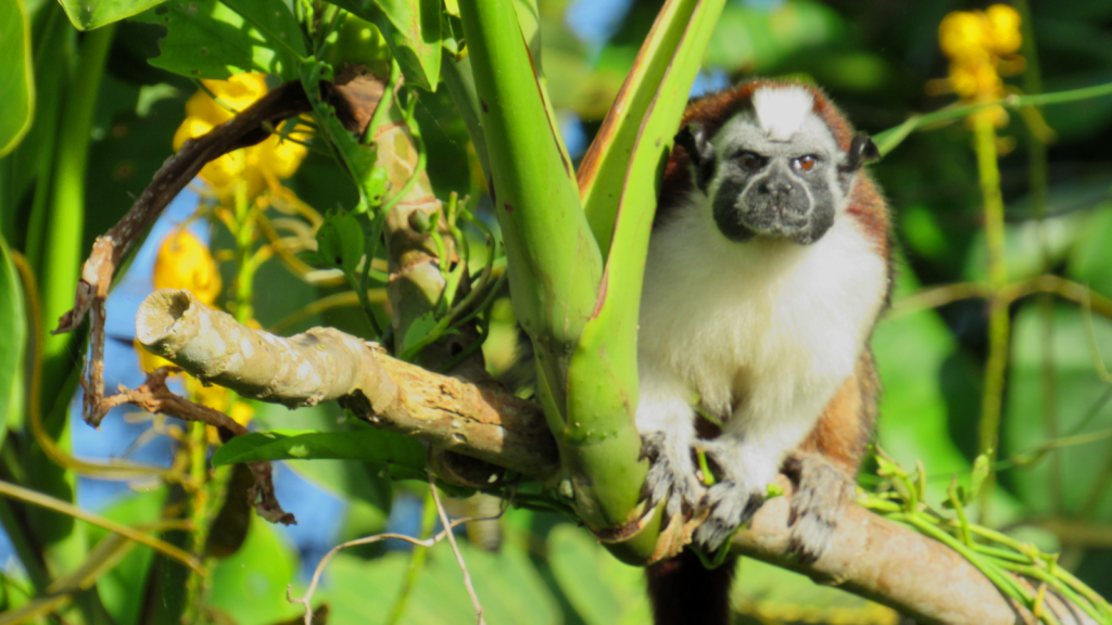 Tamarin Monkey at Monkey Islands